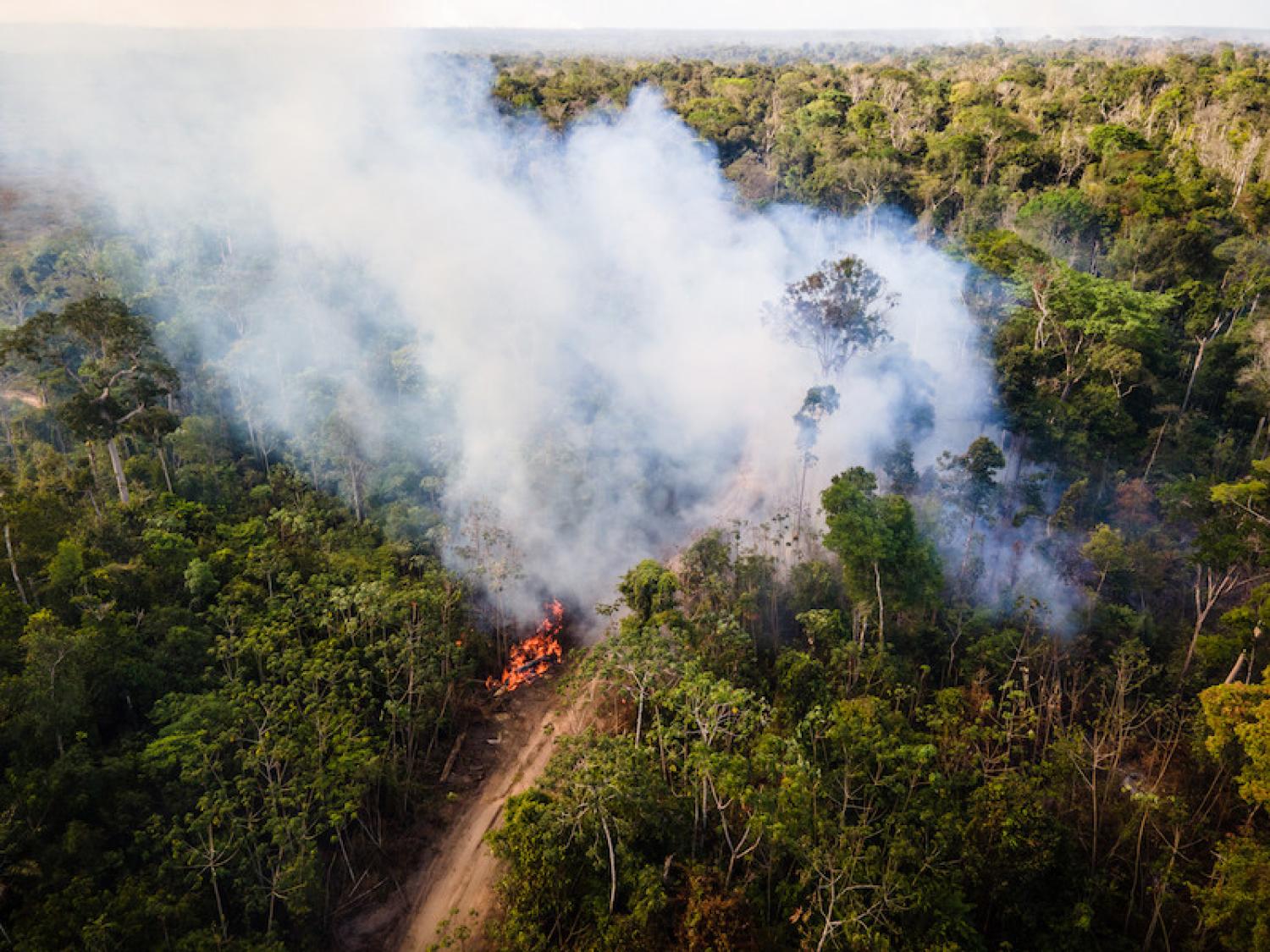 Para STF, governo Bolsonaro promoveu violação maciça de direitos socioambientais na Amazônia
