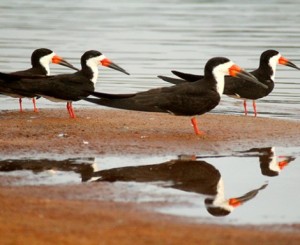 Parque-Estadual-de-Corumbiara-Foto-Rosinaldo-Machado-2-470x385