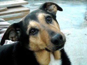 cao_abandonado_sociedade_protetora_animais_racao_cachorro