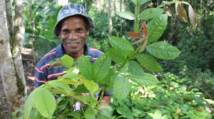 Cuidar das florestas para viver delas