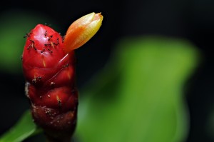 cop-13-unidos-pela-biodiversidade