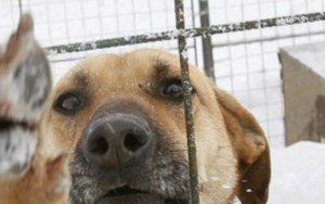 Ativistas fecham 126 restaurantes que vendiam carne de cachorro na China