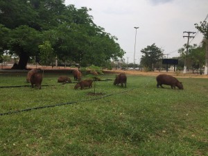 Prefeitura vai contratar plano de manejo para as Capivaras
