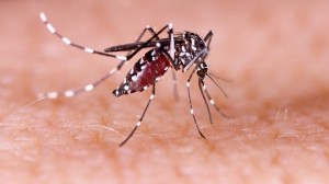 Casos de chikungunya mais que dobram