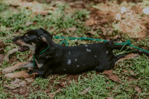 Prefeitura orienta moradores a denunciar abandono ou maus-tratos de animais
