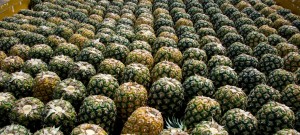 Bioeconomia pode alimentar o mundo e salvar o planeta