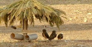 Moradores constroem quiosque para familia de corujas em praca do Tocantins