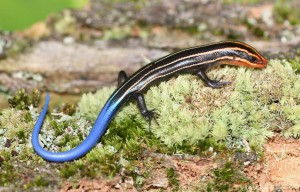 ONU mobiliza setor privado em prol da biodiversidade