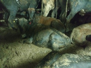 Projeto sobre proibicao da exportacao de animais vivos tramita no Senado