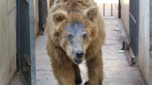 Finalmente ursa Marsha transferida para santuario