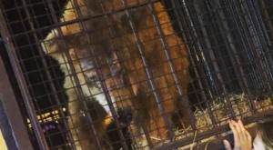 Resgate da ursa Marsha, que agora se chama Rowena, foi um enorme sucesso