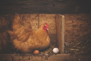 Especialistas sugerem consumo de ovos veganos para evitar surtos de salmonela