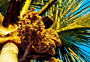 Convencao sobre Diversidade Biologica