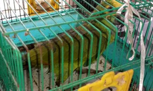 Centro de Fauna do Naturatins recebe cerca de 50 animais abandonados