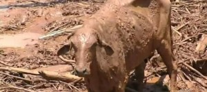 Deputado entra com liminar para exigir que a Vale resgate tambem os animais afetados em Brumadinho