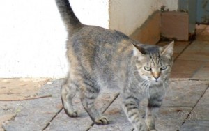 Mais de 20 gatos sao mortos por envenenamento em Palmas