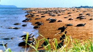 Naturatins e Ibama alinham planos para o Projeto Quelonios