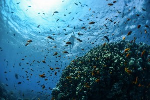 Aumento de gases do efeito estufa prejudica oxigenacao dos oceanos