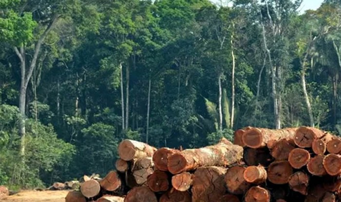 Bolsonaro proibe Ibama de queimar veiculos usados para exploracao ilegal de madeira