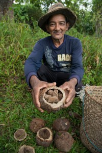 Antonio Januário de Morais no trabalho de coleta da castanha -
