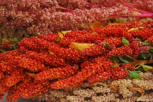 FAO alerta para necessidade de valorizar culturas alimentares esquecidas