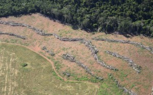 Parceria Publico Privada para o crime ambiental