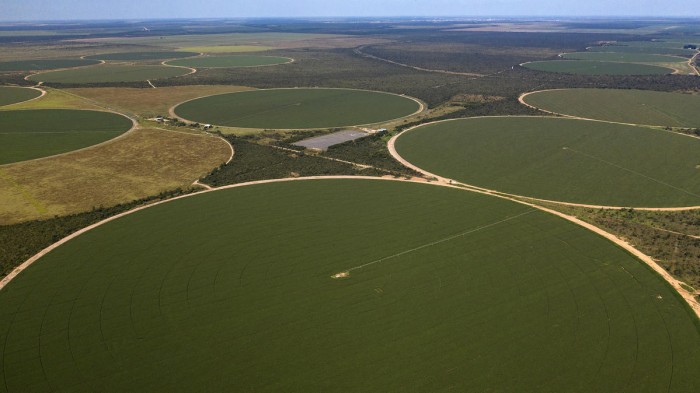 Cinquenta milhoes de hectares estao sendo destruidos