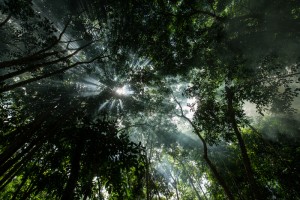 Forest near Tapajós River in the Amazon Rainforest Floresta próxima ao Rio Tapajós