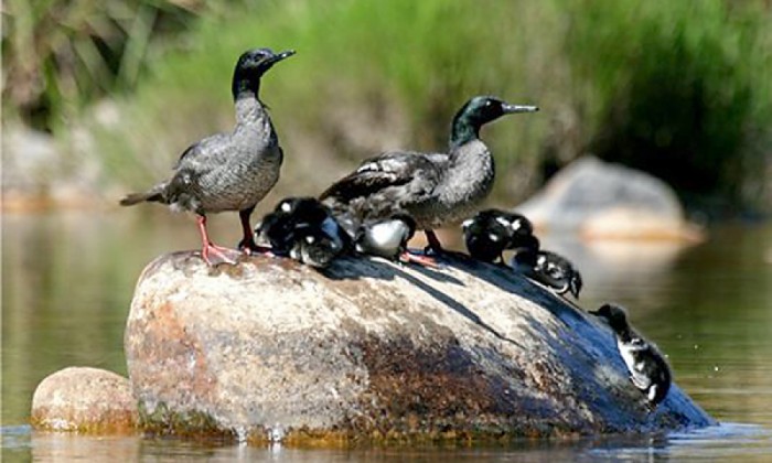 Tocantins firma cooperacao para protecao das especies ameacadas