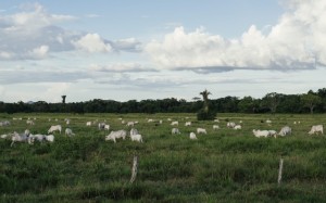 Agricultura e usos do solo representam emissoes de gases do efeito estufa