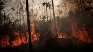 O que difere os incendios na Amazonia e no Cerrado