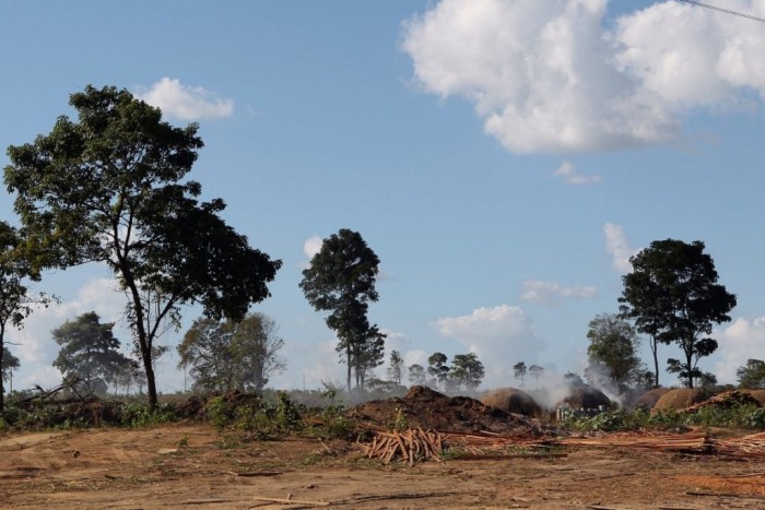 Maranhao possui vegetacao