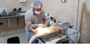 CCZ de Gurupi castrou felinos