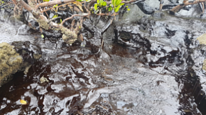 Ministerio Publico governo conter o maior desastre ambiental