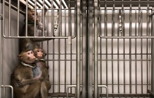ONG internacional denuncia maus tratos a beagles e macacos
