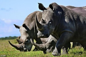 Rinocerontes negros podem estar extintos