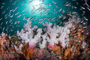 Coral Reef in Andaman Sea
