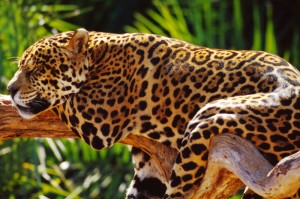 Jaguar (Panthera onca); Brazil