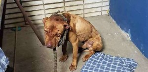 Rinha de caes pitbull desmontada