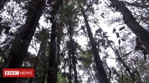 Bombeiros conseguiram salvar arvores dos incendios