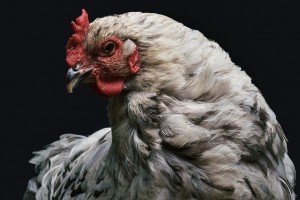 Como a producao de frango contribui com o desmatamento