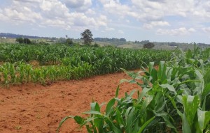 Sistemas Agroflorestais Mecanizados trazem sustentabilidade