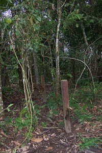 A regularizacao da grilagem de terras no Brasil