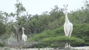 Cacadores matam duas das ultimas tres girafas brancas do mundo