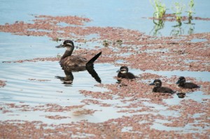 Estudo traz novas descobertas agua doce