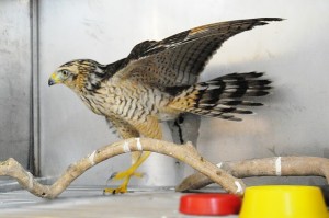 Gaviaocarijo passa por cirurgia para retirar bala apos levar tiro no peito