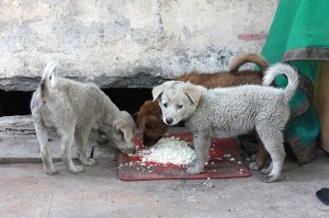 O efeito cascata da covid nos animais em situacao de rua