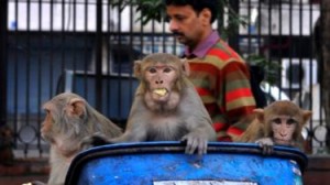 _110710557_monkeysrubbish