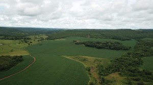 Alertas de desmatamento na Amazonia crescem