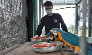 Centro de Fauna do Tocantins mantem atendimentos